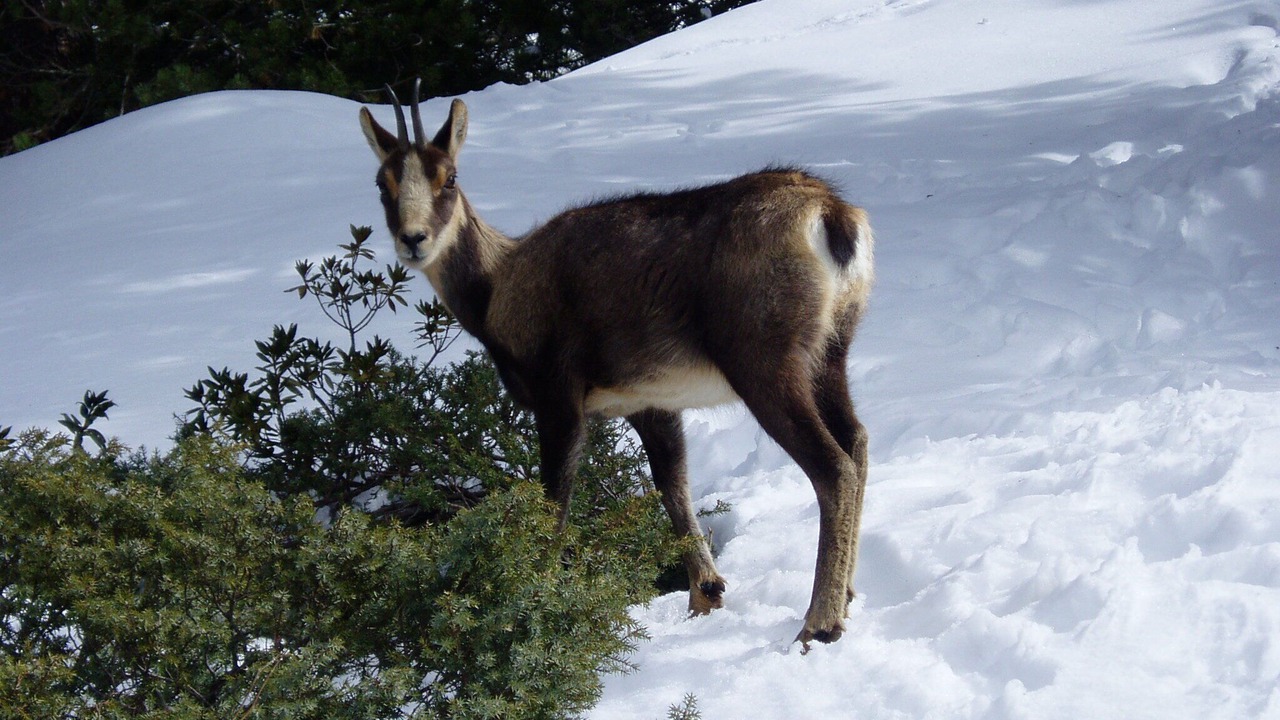 Photo of Others in Cauterets