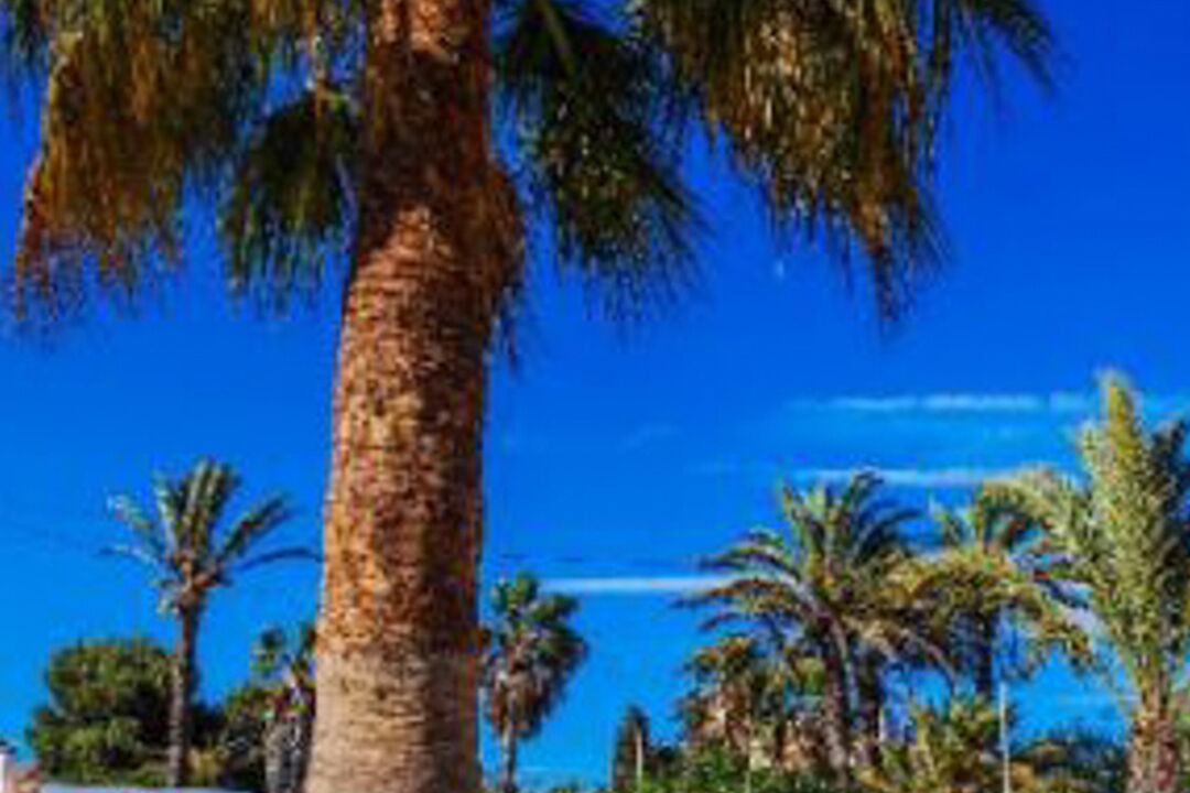 Photo of Outdoor in Diputacion de Rincon de San Gines