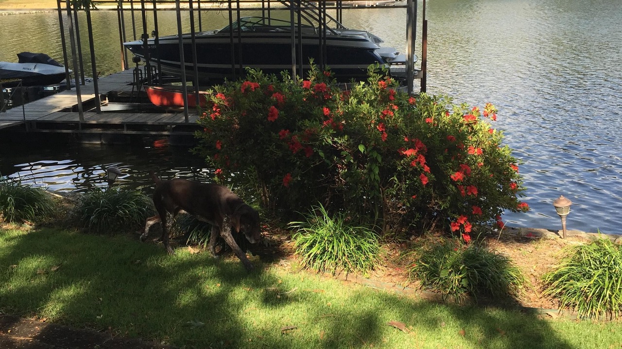 Photo of Outdoor in Piney