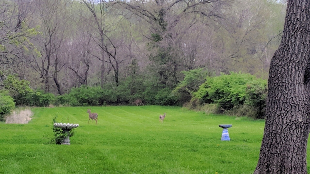Photo of Outdoor in Raytown
