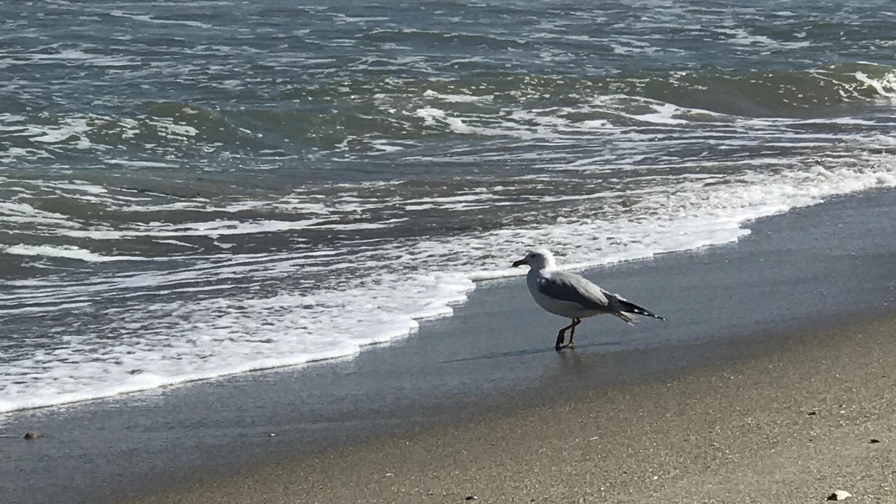Photo of Others in South Patrick Shores
