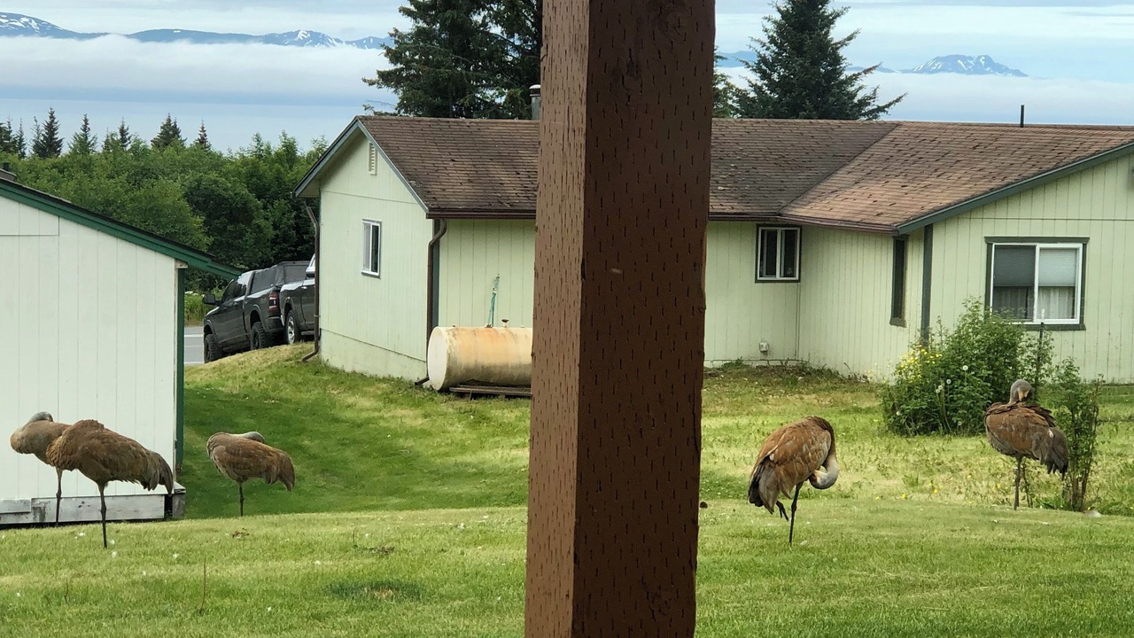 Photo of Outdoor in Homer