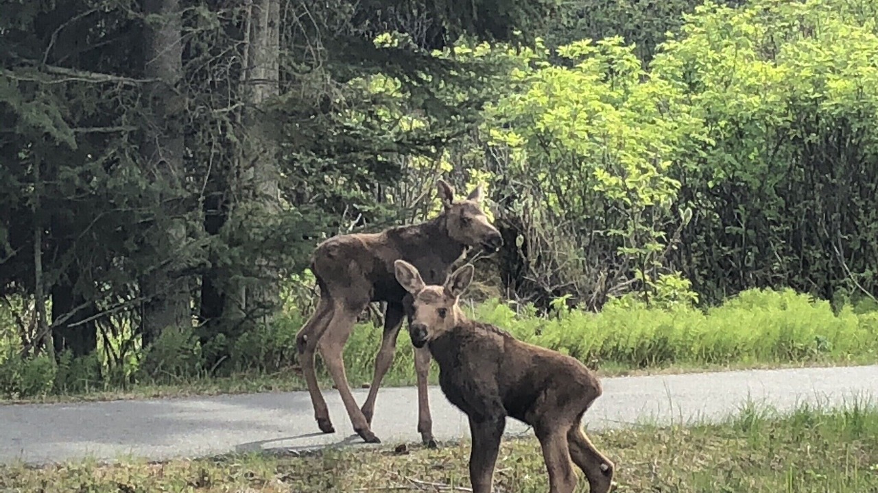 Photo of Outdoor in Homer