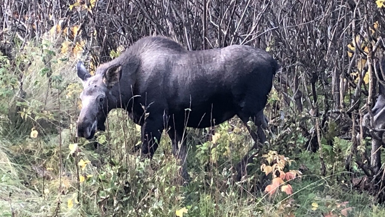 Photo of Outdoor in Homer