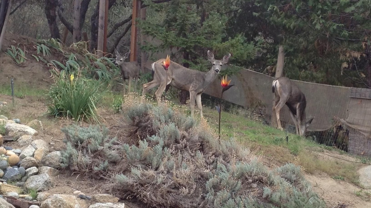 Photo of Outdoor in Yosemite Forks