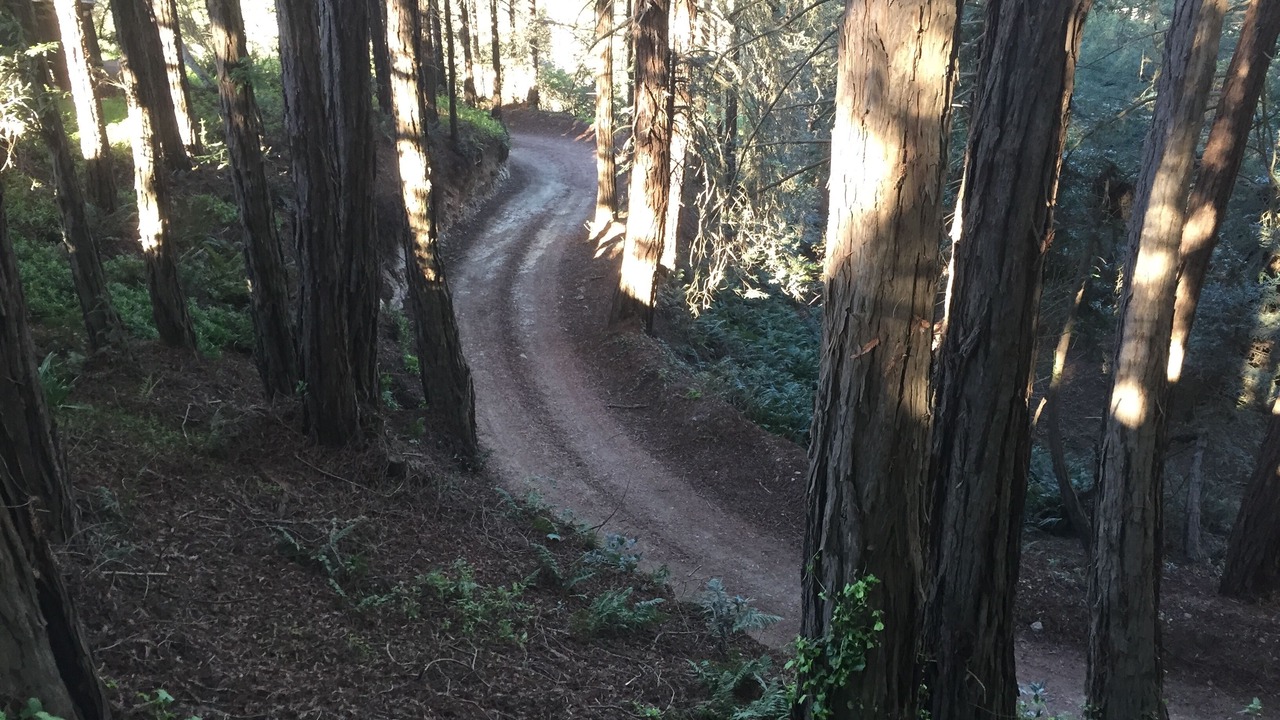Photo of Others in Big Sur