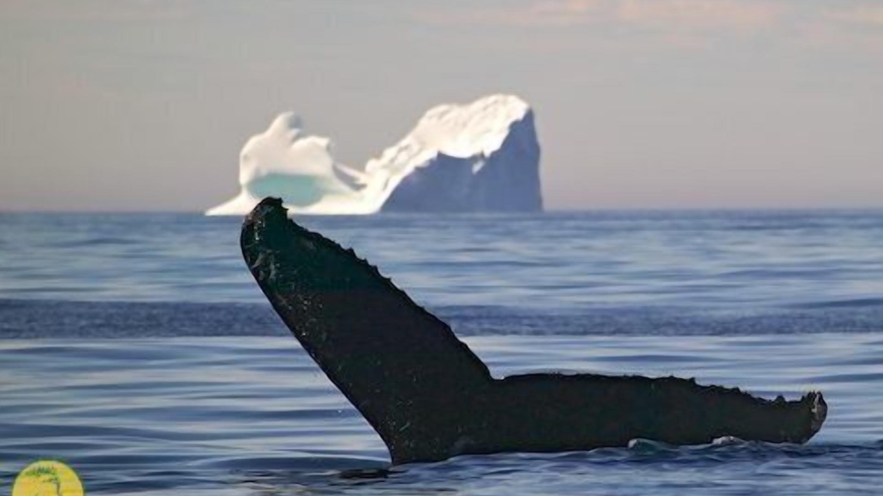 Photo of Others in Downtown St. John's