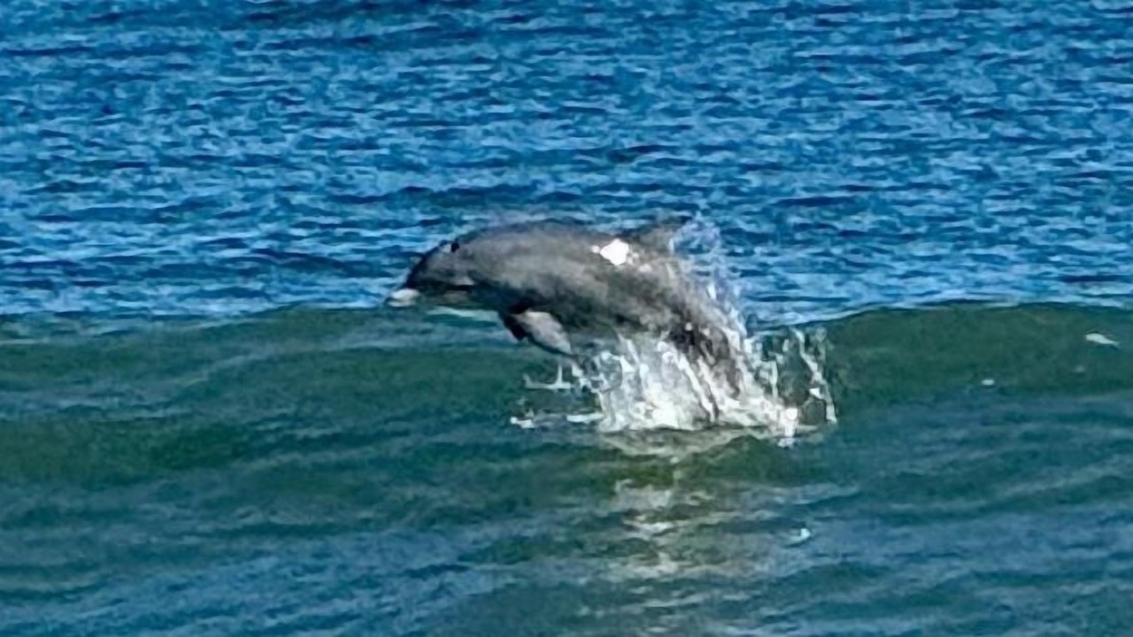 Photo of Others in Northeast Virginia Beach