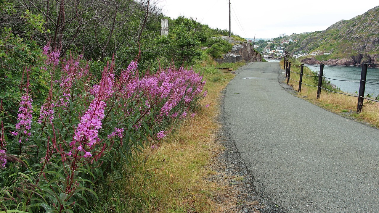 Photo of Others in St. John's