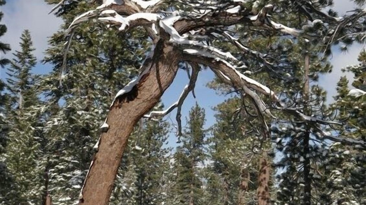 Photo of Outdoor in North Upper Truckee