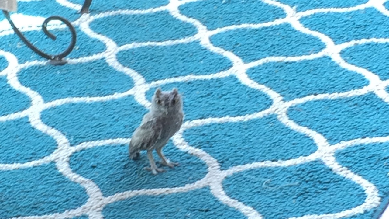 Photo of Others in Tucson