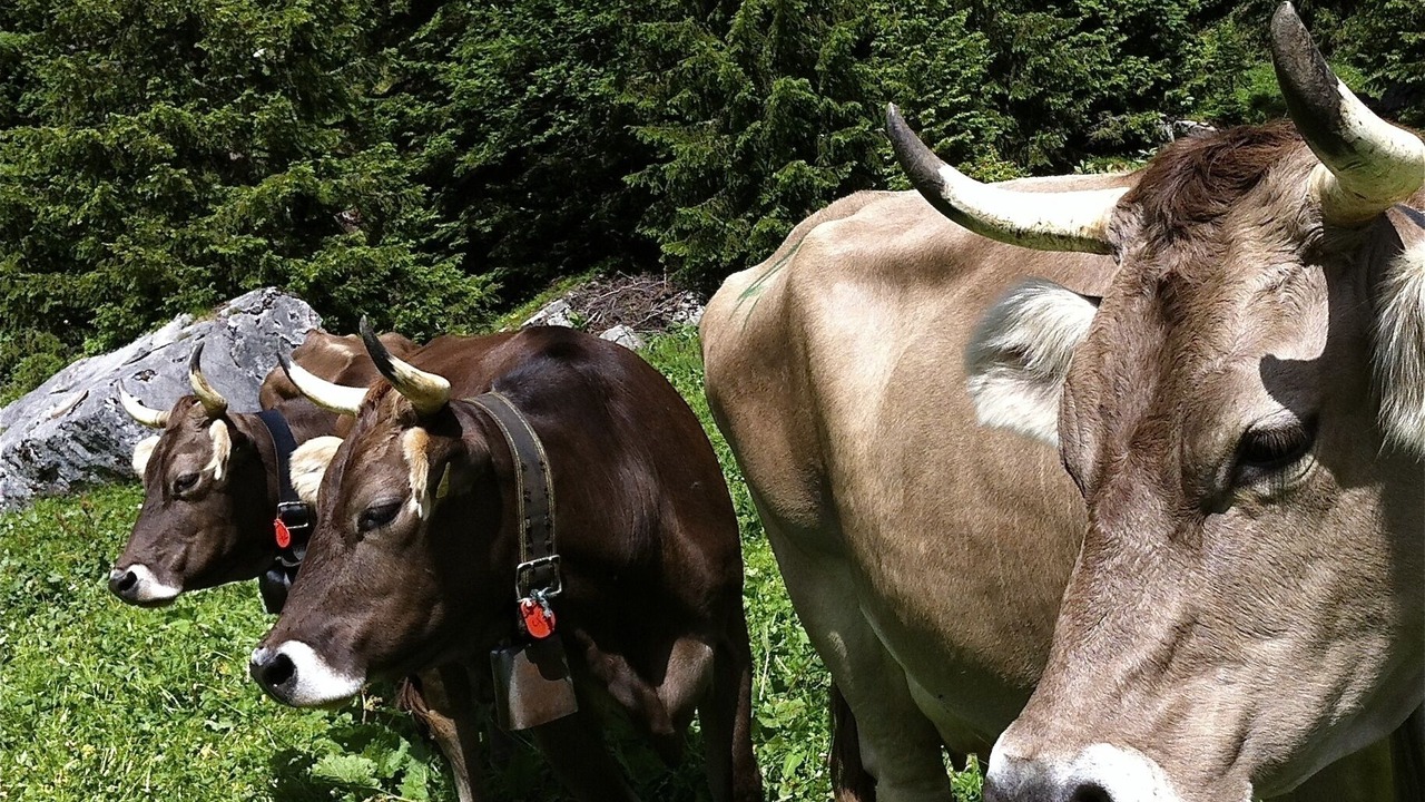 Photo of Others in Boenigen