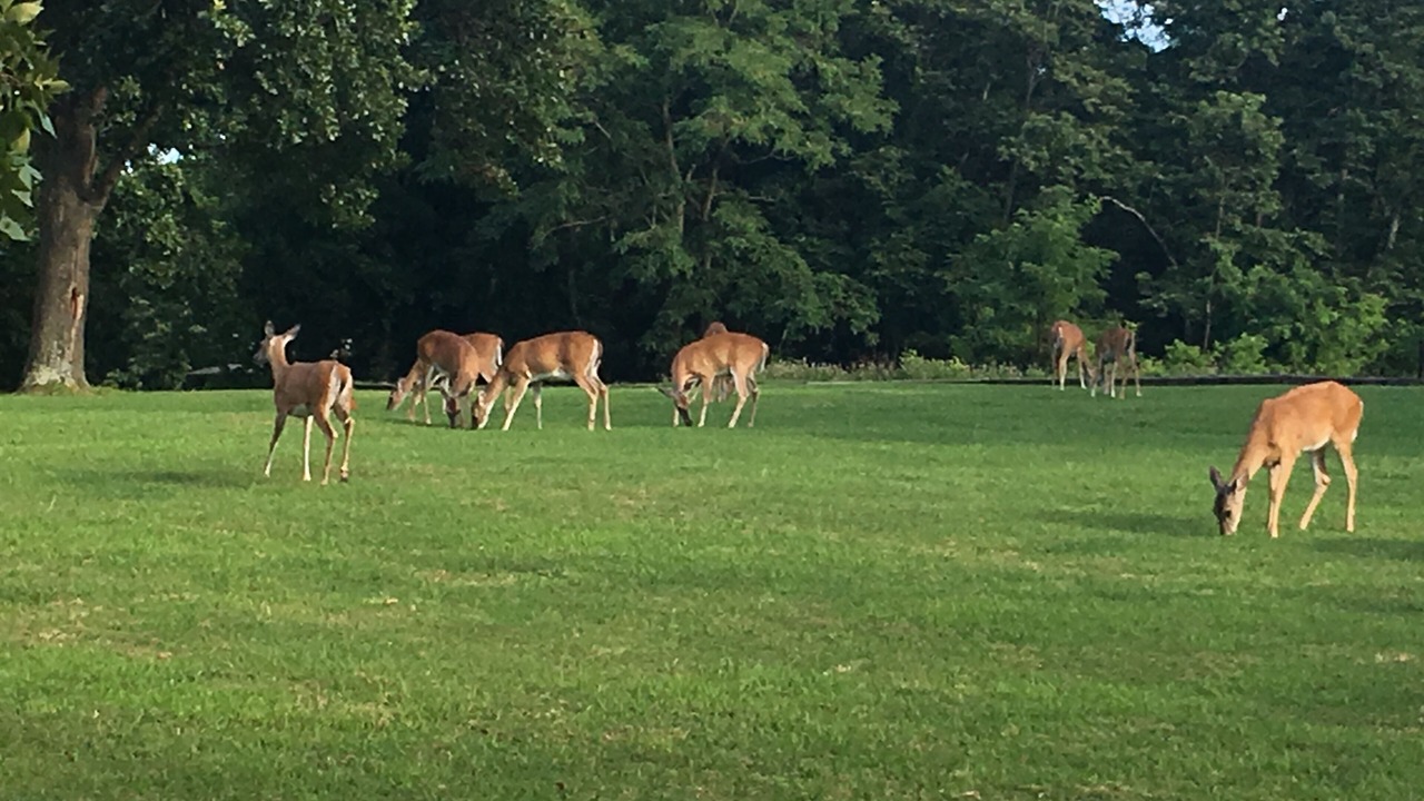 Photo of Others in Cleora