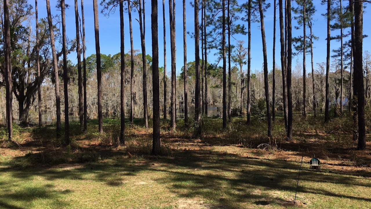 Photo of Outdoor in Blackshear