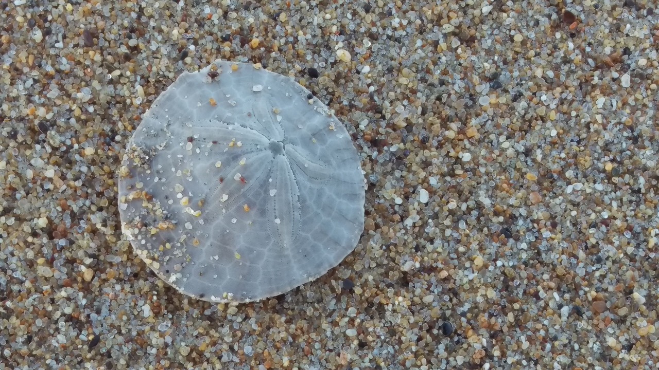 Photo of Others in Castroville