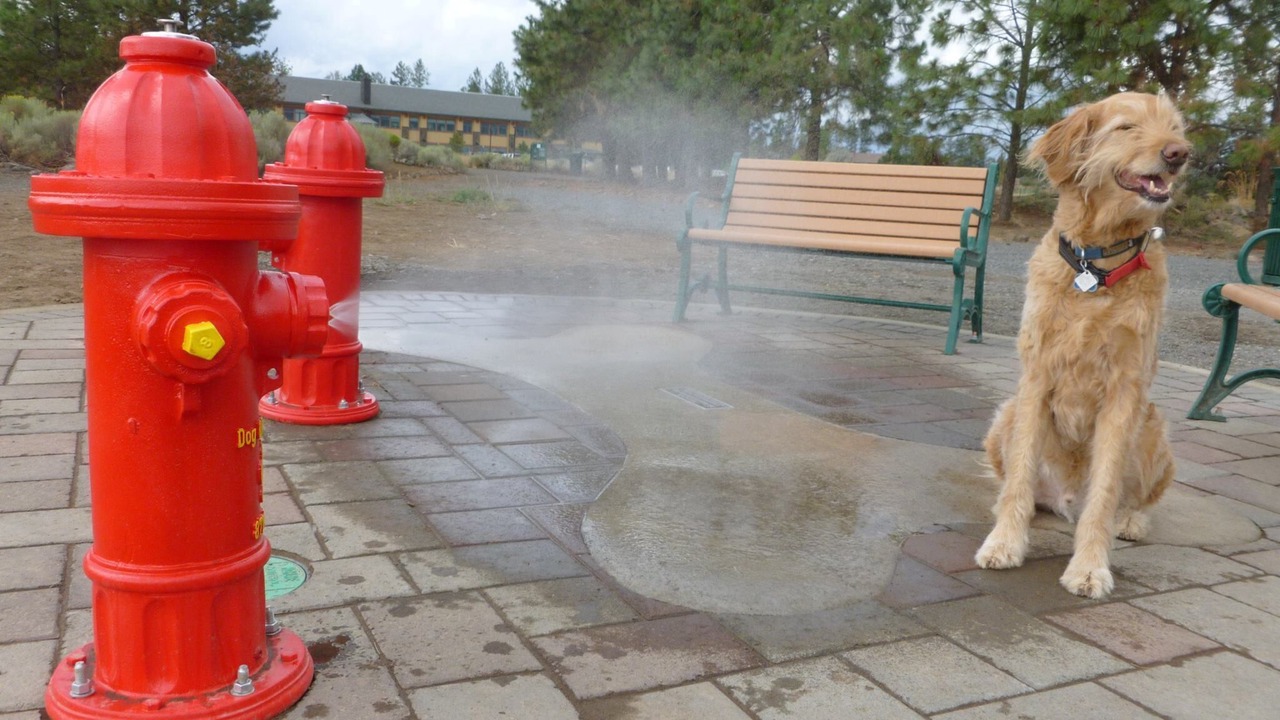 Photo of Others in Larkspur