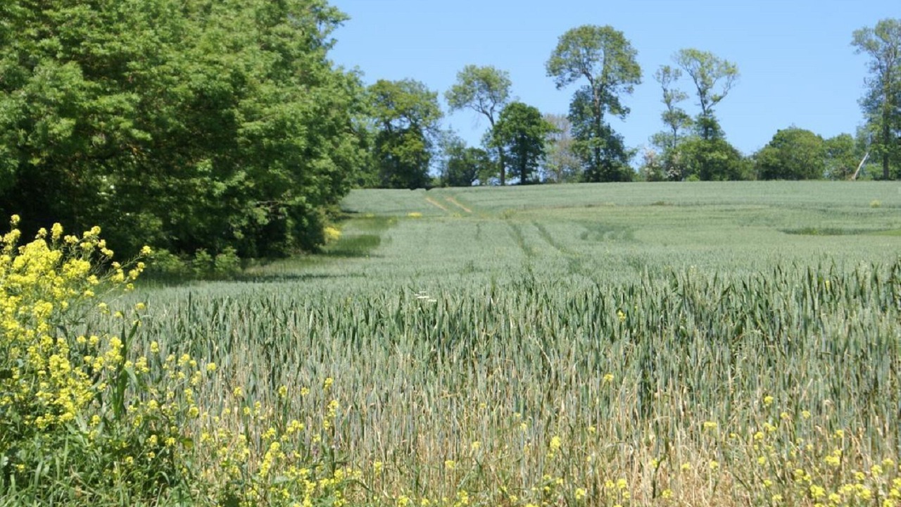 Photo of Others in Russy