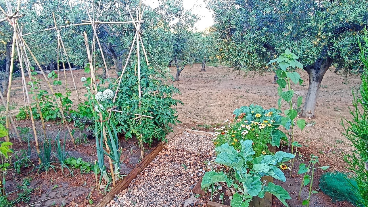 Photo of Outdoor in Alcossebre