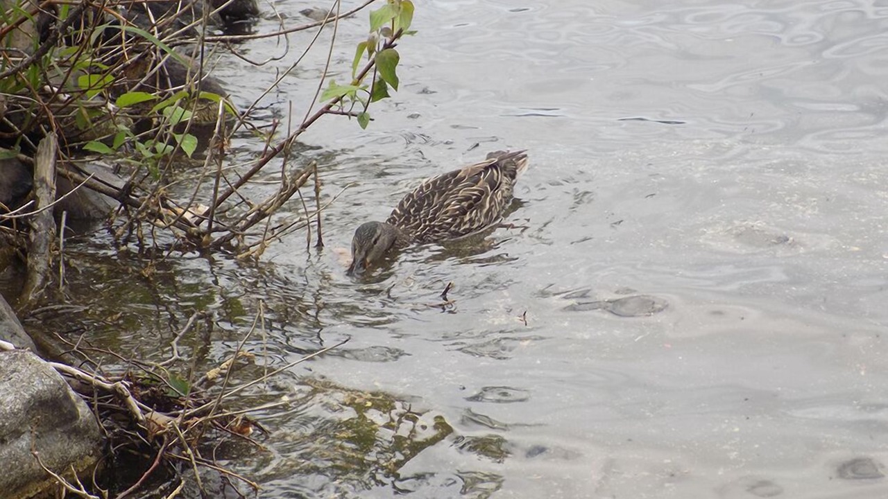 Photo of Others in Rangeley