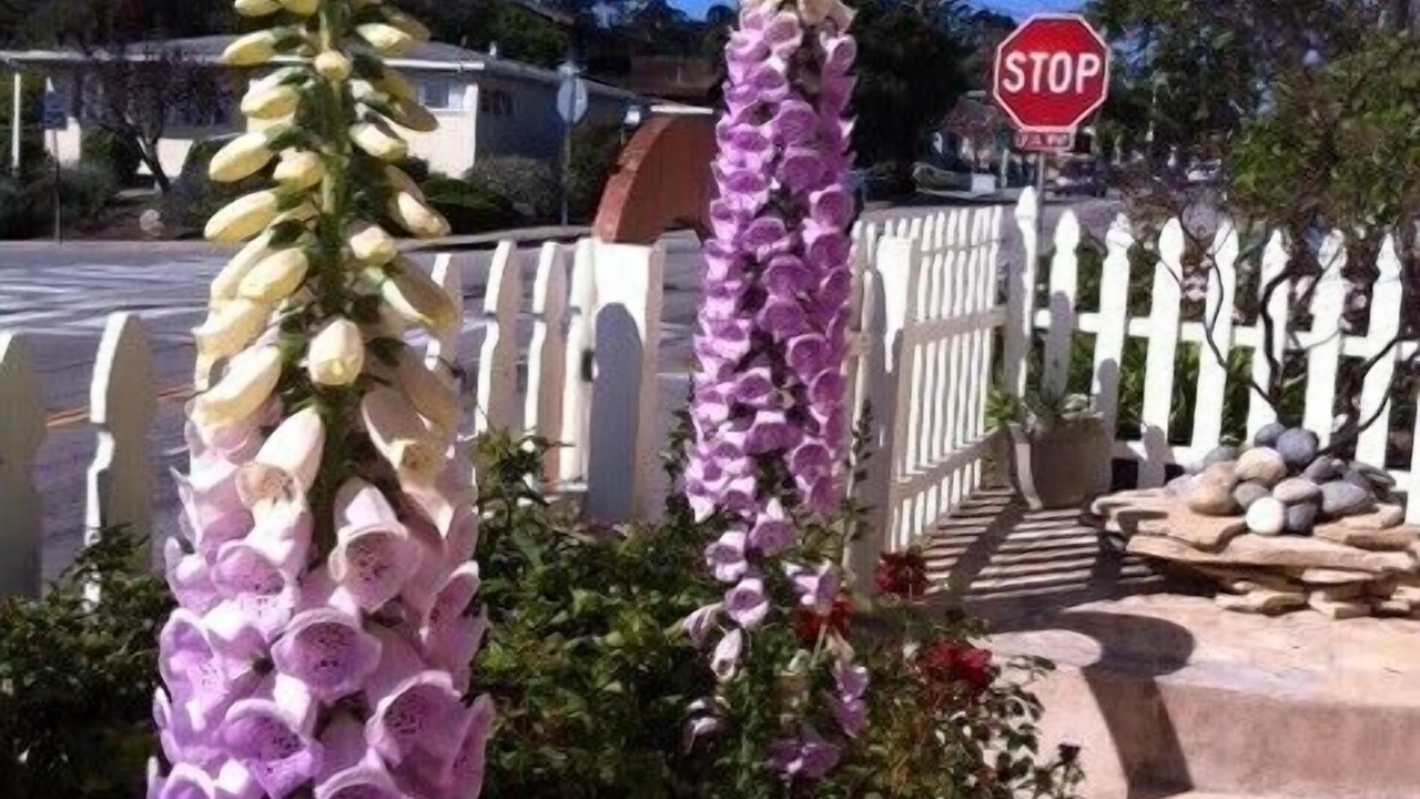 Photo of Outdoor in Monterey