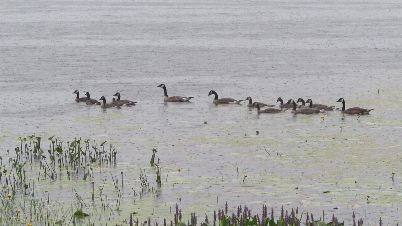 Photo of Others in Lunenburg
