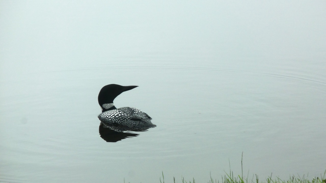 Photo of Others in Lunenburg