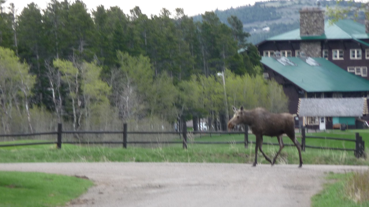Photo of Others in East Glacier Park Village