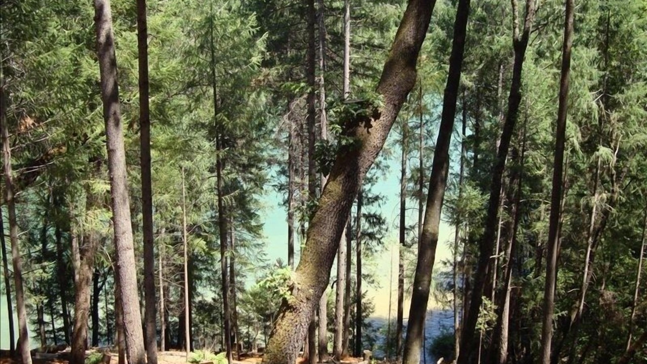 Photo of Outdoor in Chicago Park