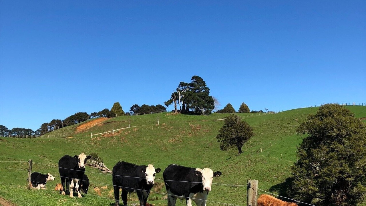 Photo of Others in Te Akau