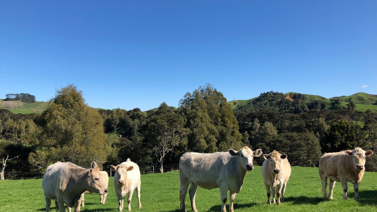 Photo of Outdoor in Te Akau