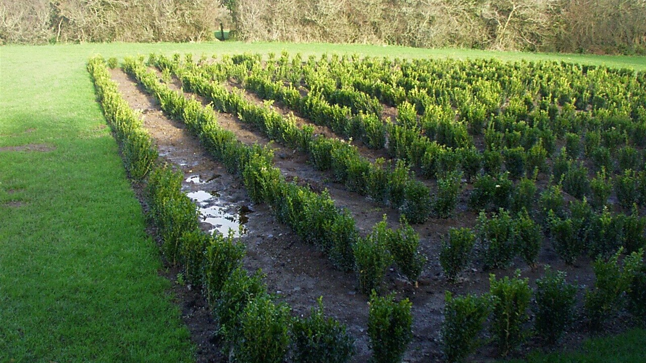 Photo of Others in Chapel Amble