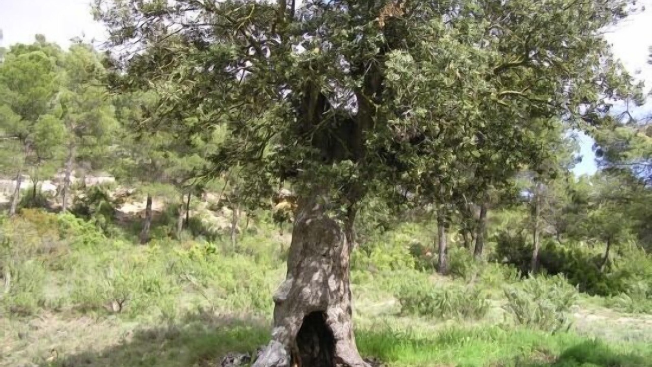 Photo of Outdoor in Sisante