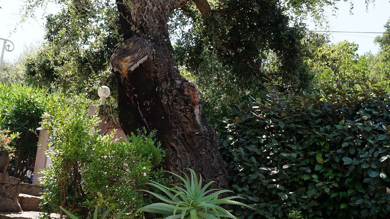 Photo of Outdoor in Pinarellu