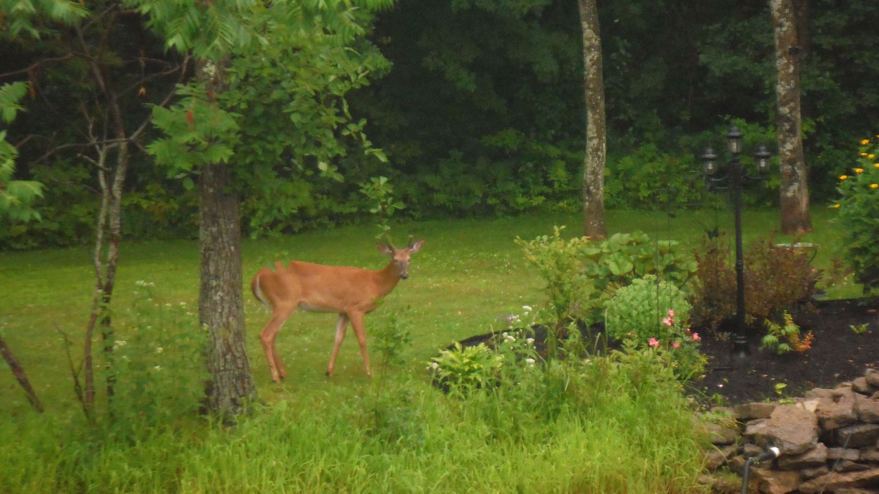 Photo of Outdoor in Westmeath