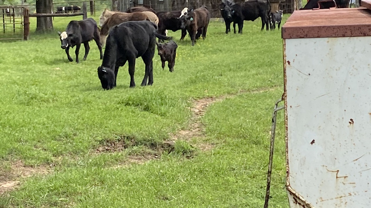 Photo of Others in Cayuga