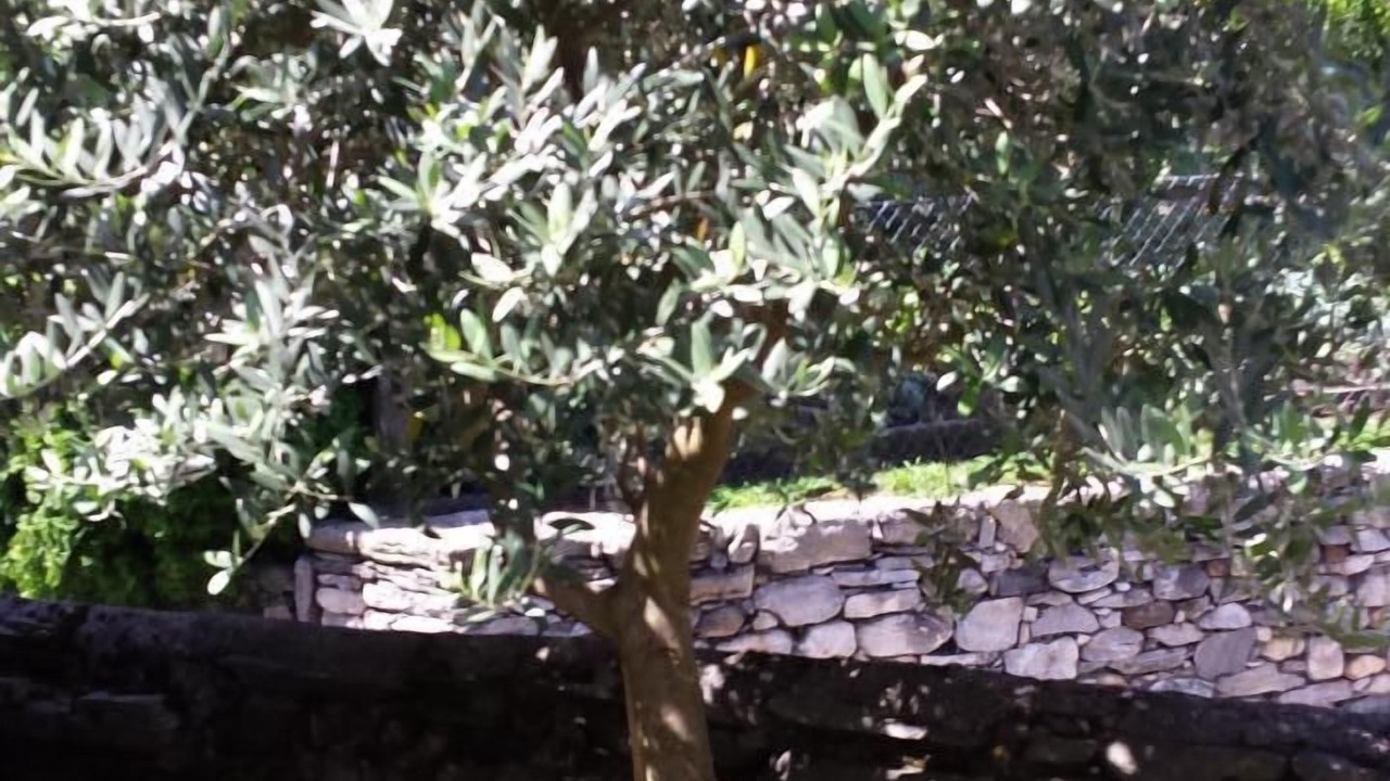 Photo of Others in Aurigeno