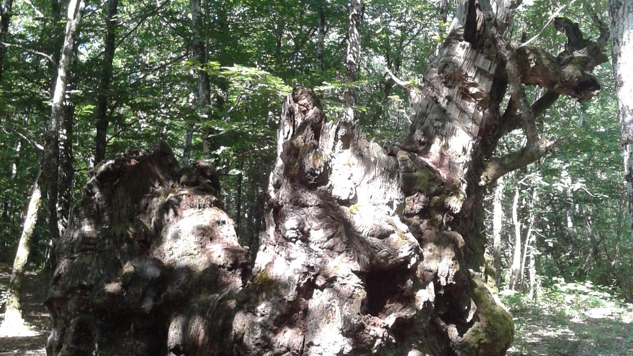 Photo of Outdoor in Bakaiku