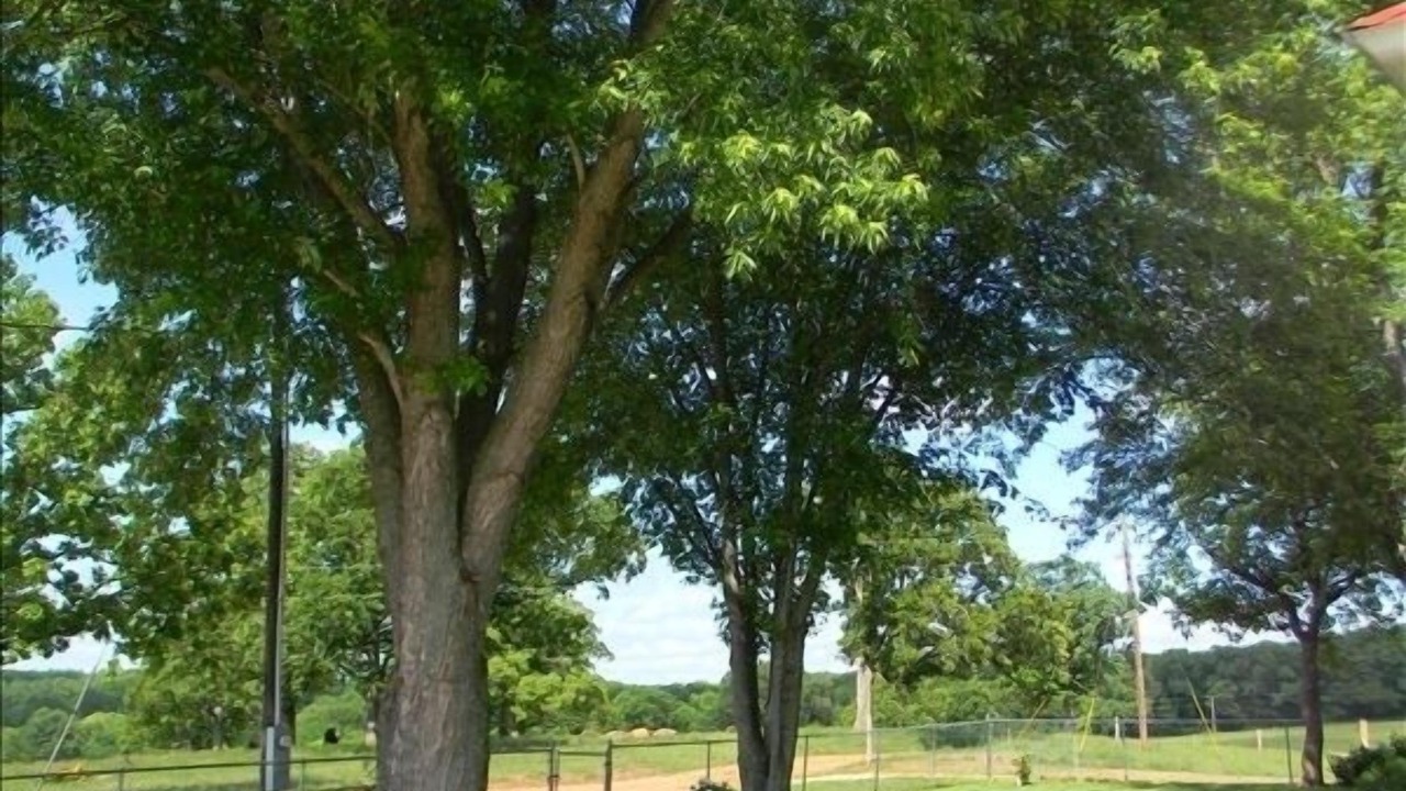 Photo of Others in Steelville