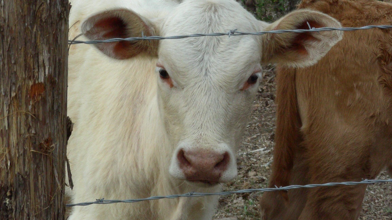 Photo of Others in Gonzales