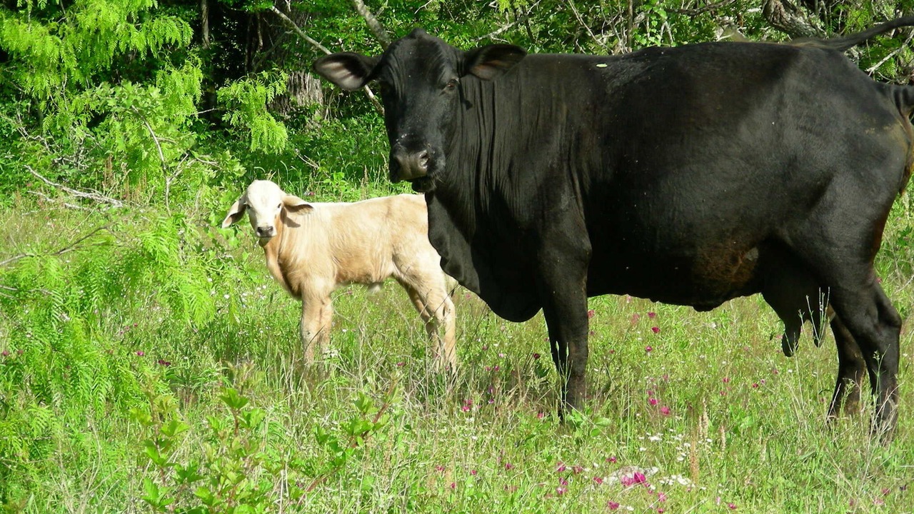 Photo of Outdoor in Gonzales