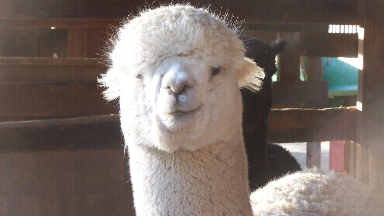 Photo of Others in Cascabel