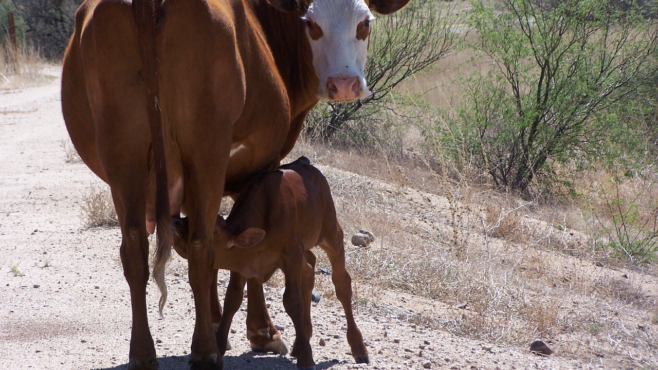 Photo of Others in Cascabel