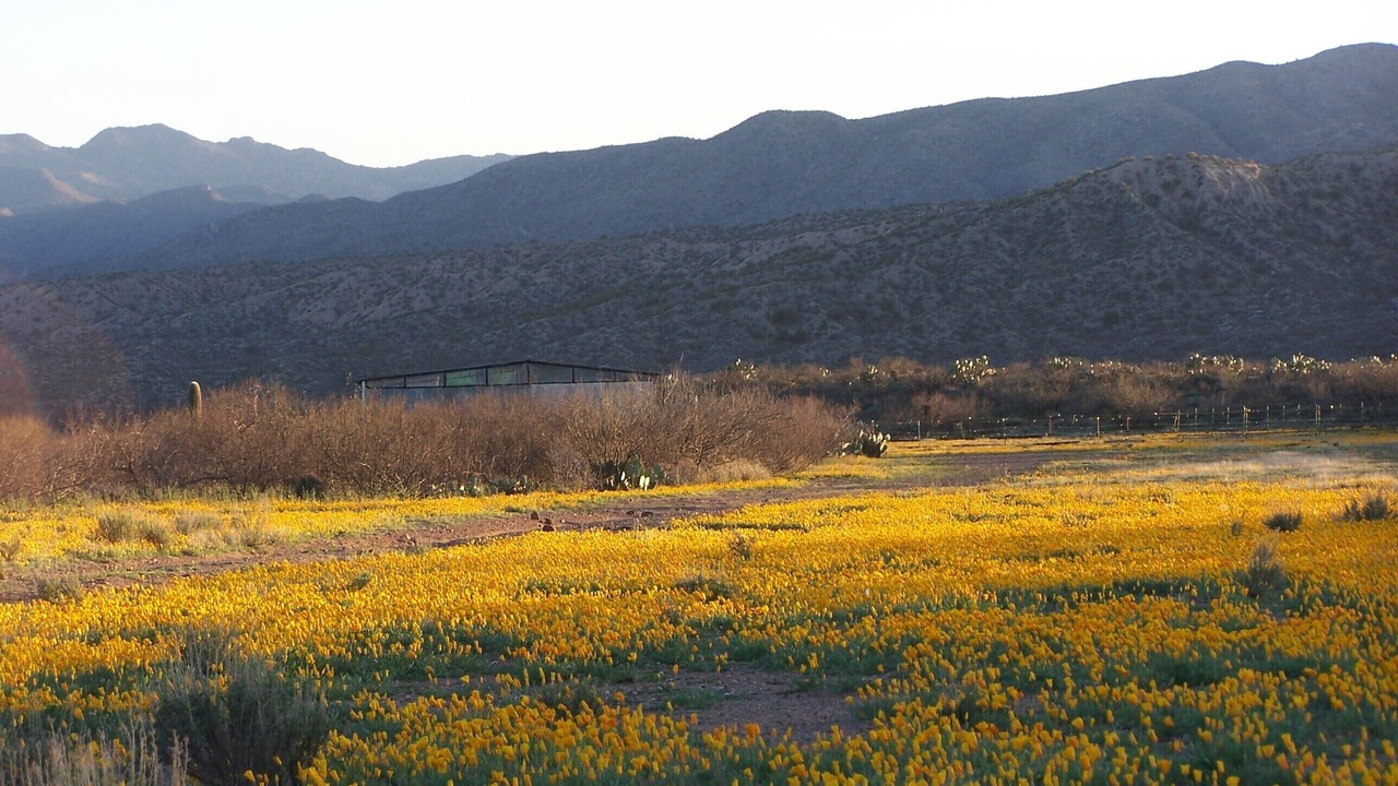 Photo of Others in Cascabel