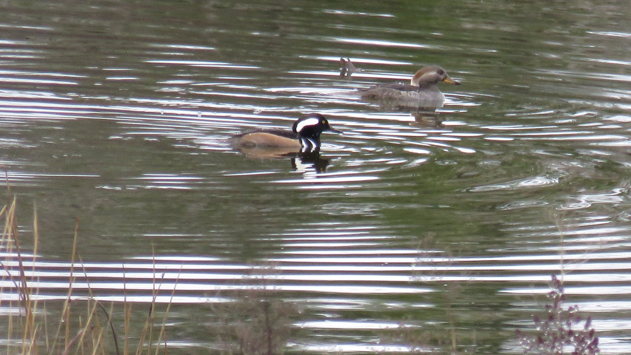 Photo of Others in East Corinth