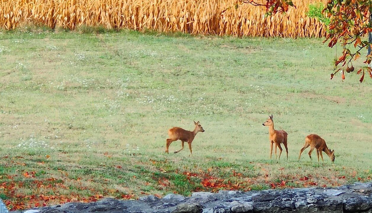 Photo of Others in Saint-Colomb-de-Lauzun