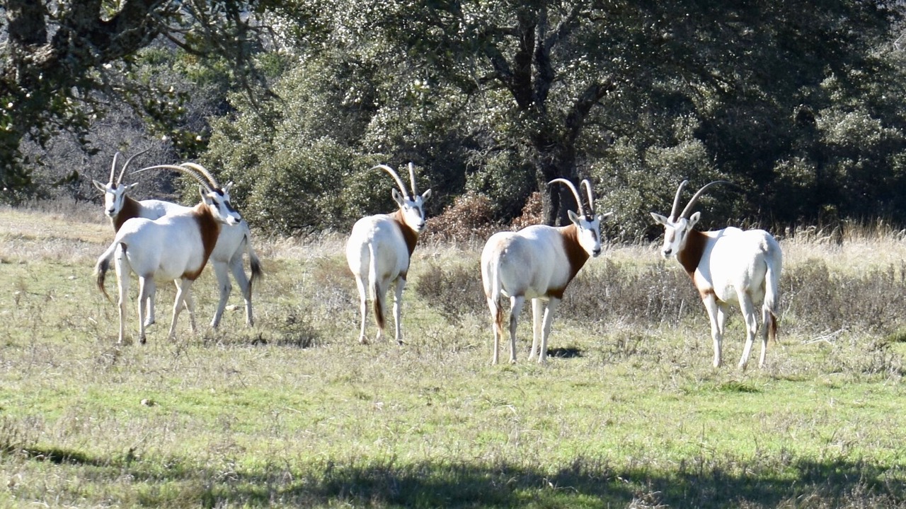 Photo of Outdoor in San Saba