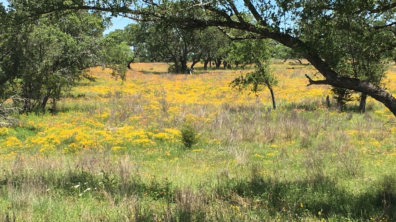 Photo of Outdoor in San Saba