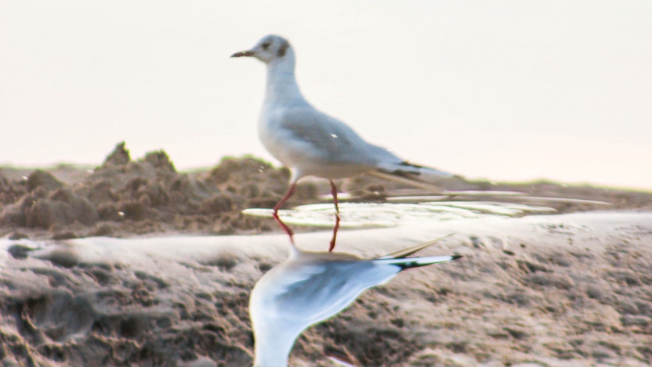 Photo of Others in Stella-Plage