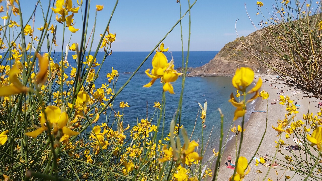 Photo of Others in Collioure