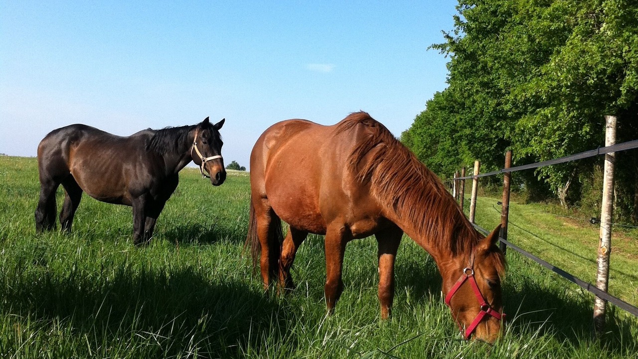 Photo of Outdoor in Montalembert